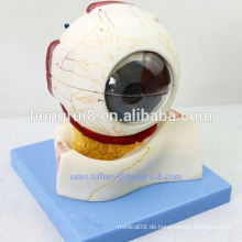 ISO Deluxe Eyeball Anatomisches Modell